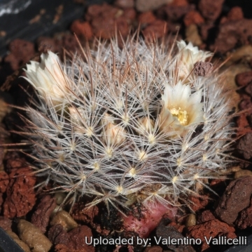 17441 valentino Valentino Vallicelli