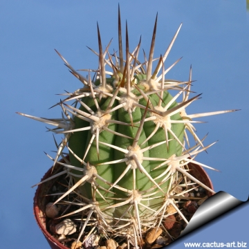 9830 cactus-art Cactus Art
