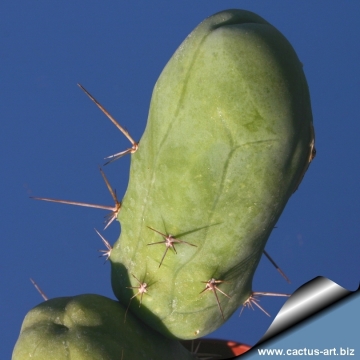 9848 cactus-art Cactus Art