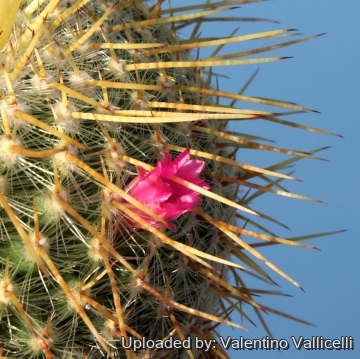 9869 valentino Valentino Vallicelli