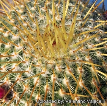 9870 valentino Valentino Vallicelli