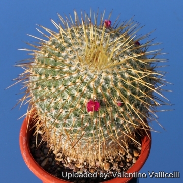 9871 valentino Valentino Vallicelli