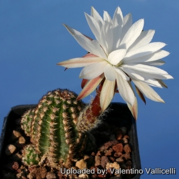 11354 valentino Valentino Vallicelli