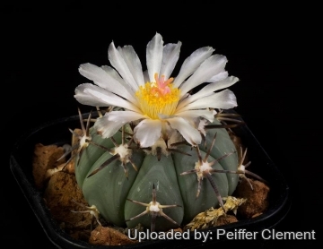 30198 cpif Peiffer Clement