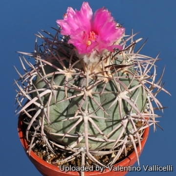 10465 valentino Valentino Vallicelli