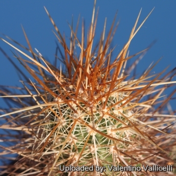 17266 valentino Valentino Vallicelli