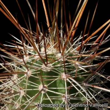 16148 valentino Valentino Vallicelli