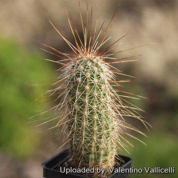 18353 valentino Valentino Vallicelli