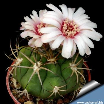 10243 cactus-art Cactus Art