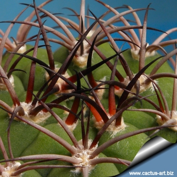 10229 cactus-art Cactus Art
