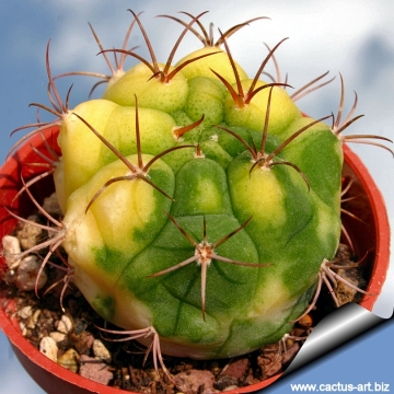 10237 cactus-art Cactus Art