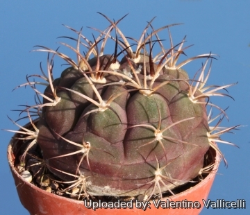 10245 valentino Valentino Vallicelli