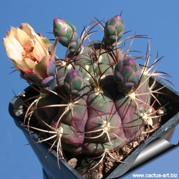 10250 cactus-art Cactus Art