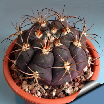 10251 cactus-art Cactus Art