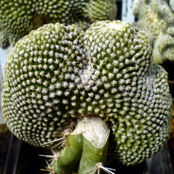 10523 cactus-art Cactus Art