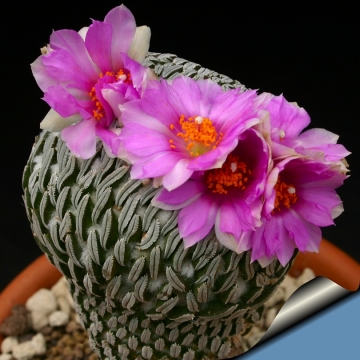 10530 cactus-art Cactus Art