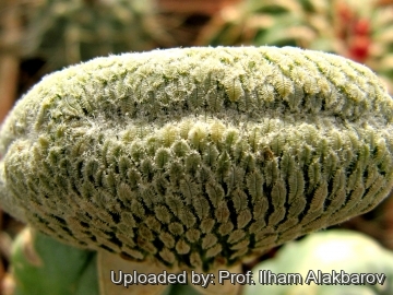 18743 Ilham Prof. Ilham Alakbarov