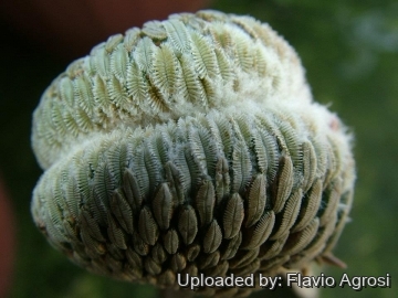 22261 flavio Flavio Agrosi