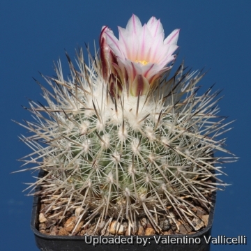 17719 valentino Valentino Vallicelli
