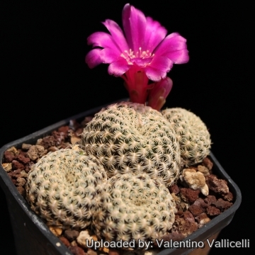 10922 valentino Valentino Vallicelli