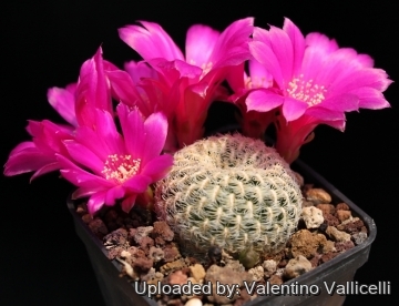 10923 valentino Valentino Vallicelli