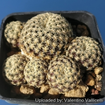 27860 valentino Valentino Vallicelli