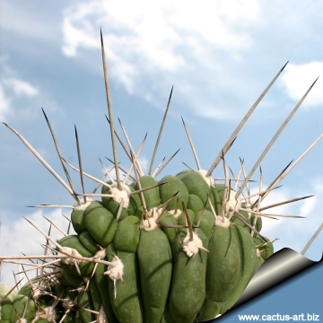 10947 cactus-art Cactus Art