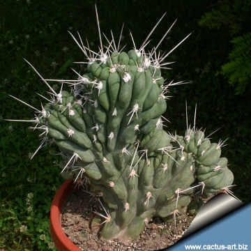 10948 cactus-art Cactus Art