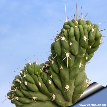 10949 cactus-art Cactus Art