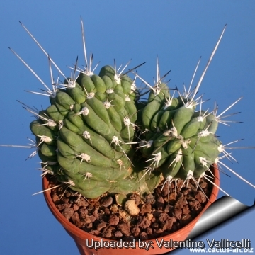 10950 valentino Valentino Vallicelli