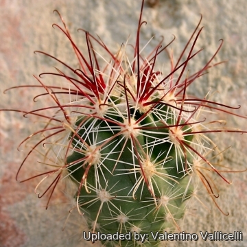 11109 valentino Valentino Vallicelli