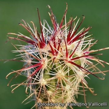 11110 valentino Valentino Vallicelli