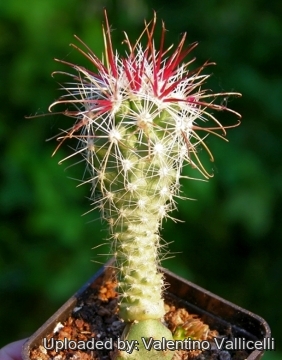 11112 valentino Valentino Vallicelli