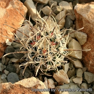 11120 valentino Valentino Vallicelli