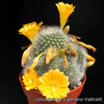 11235 valentino Valentino Vallicelli