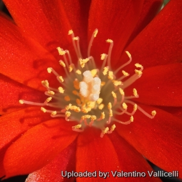 17896 valentino Valentino Vallicelli