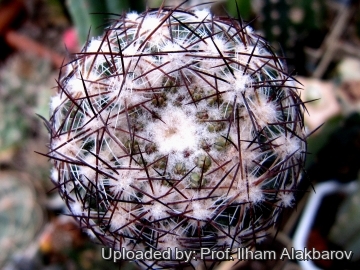 18758 Ilham Prof. Ilham Alakbarov