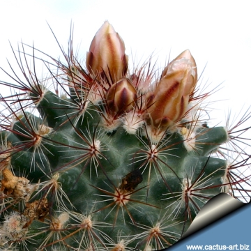 11462 cactus-art Cactus Art