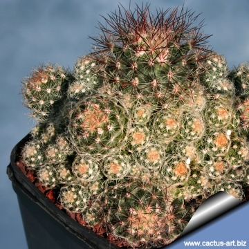 11465 cactus-art Cactus Art
