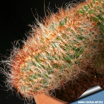 11556 cactus-art Cactus Art