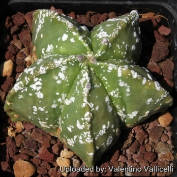 9106 valentino Valentino Vallicelli