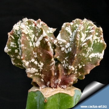 9109 cactus-art Cactus Art