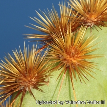 17274 valentino Valentino Vallicelli