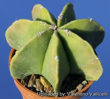 1296 valentino Valentino Vallicelli