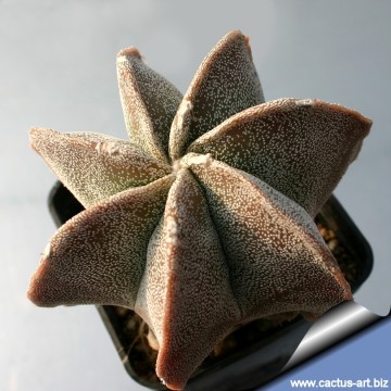 1300 cactus-art Cactus Art