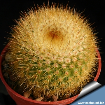 11619 cactus-art Cactus Art