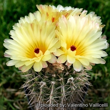 11676 valentino Valentino Vallicelli