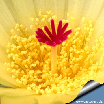 11677 cactus-art Cactus Art