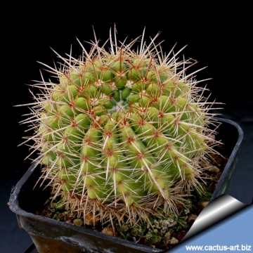 11679 cactus-art Cactus Art