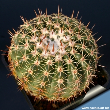 11675 cactus-art Cactus Art